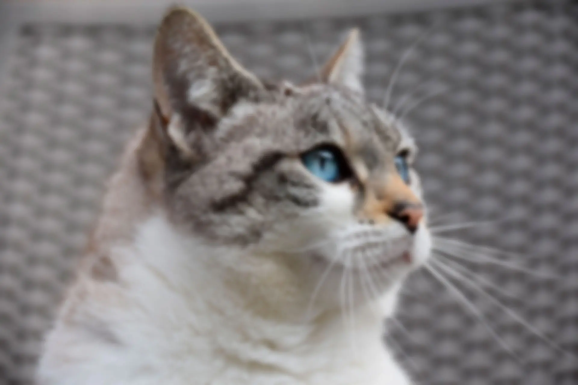 Oskärpt porträtt av katt..